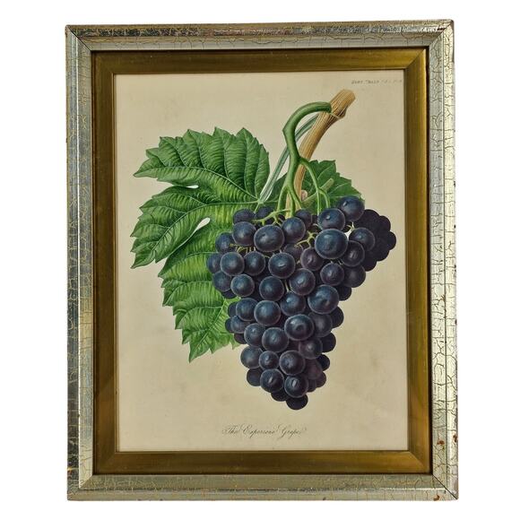 ESPERIONE GRAPE HORT. TRANS. VOL. 3 & PT II VINTAGE LITHOGRAPH FRAMED 8.5" x 11" - Picture 1 of 7